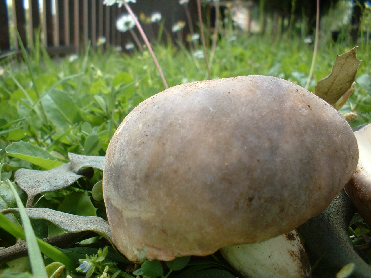 russula cyanoxantha..........forse